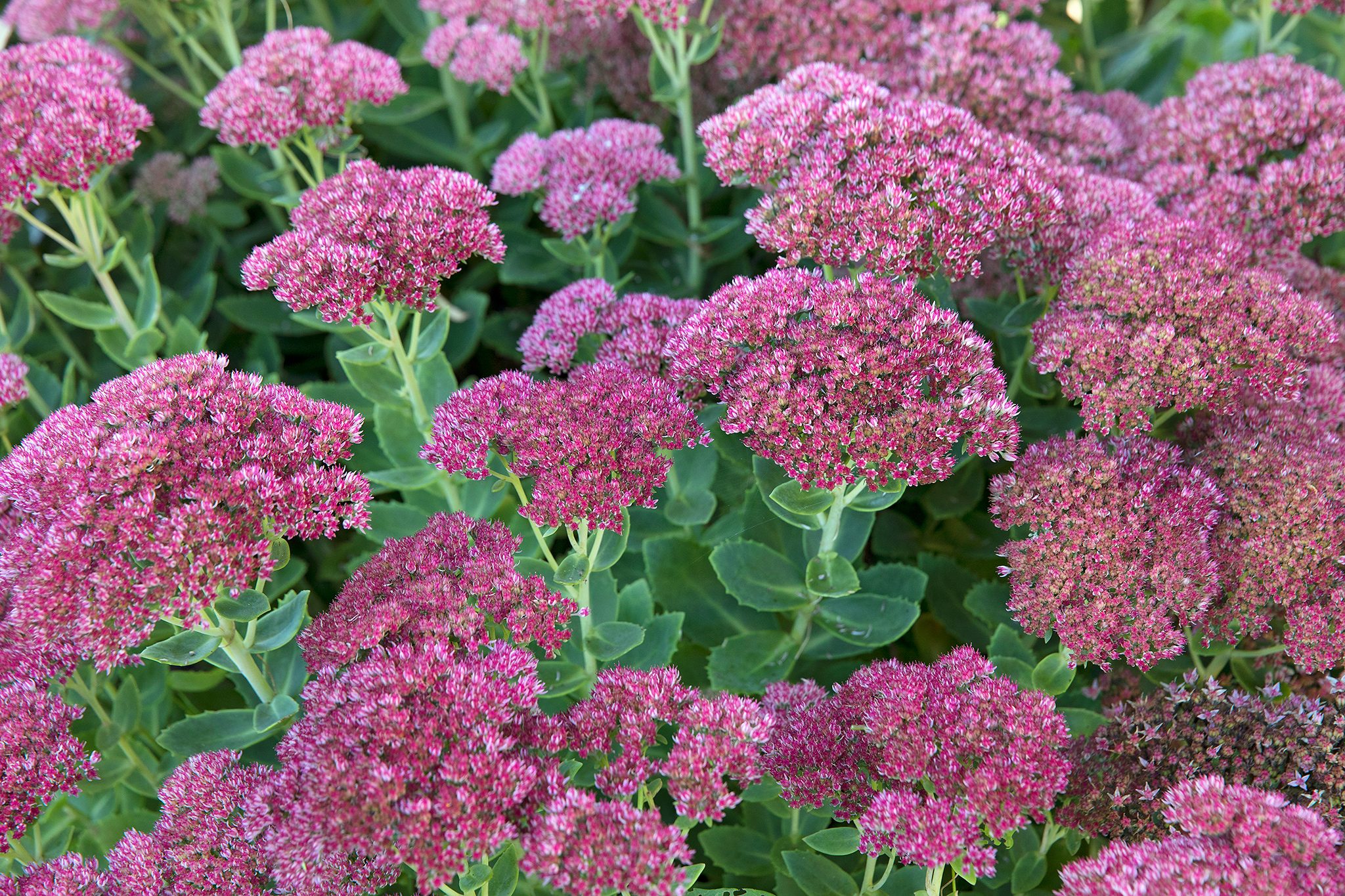 Sedum Species, Stonecrop