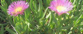 Carpobrotus Species, Ice Plant, Sea Fig