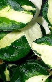 Greater Periwinkle, Bigleaf Periwinkle Wojos Jem