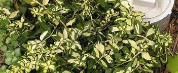 Euonymus, Wintercreeper Blondy