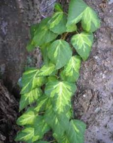 Bullocks Heart Ivy, Persian Ivy Sulphur Heart
