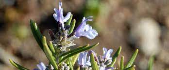 Salvia, Prostrate Rosemary Huntington Carpet