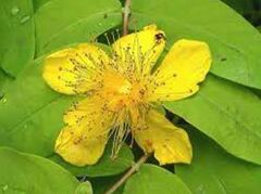Hypericum, Aaron's Beard, St. John's Wort, St. Johnswort 'Brigadoon'