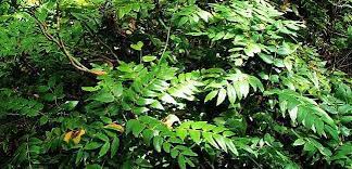 Berberis Species, Cascade Barberry, Cascade Oregon-Grape, Longleaf Mahonia
