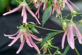 Campanula, Bellflower Pink Octopus