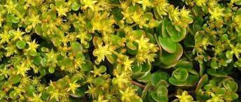 Sedum Species, Stonecrop, Chinese Sedum