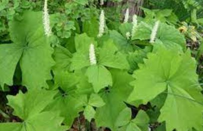 Vanilla Leaf, Deer Foot