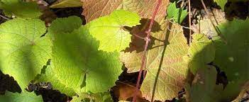 Crimson Glory Vine, Inedible Grape