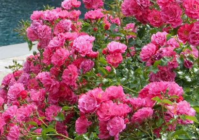 Shrub Rose, Groundcover Rose Flower Carpet Pink