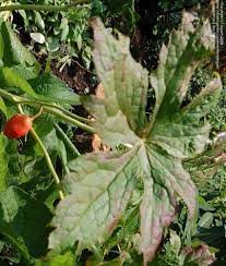 Sinopodophyllum Species, Himalayan Mayapple