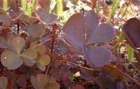 Oxalis, Creeping Wood Sorrel Rubra