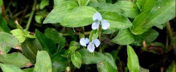 Commelina Species, Climbing Dayflower, Spreading Dayflower