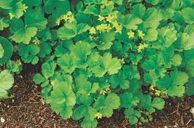 Barren Strawberry