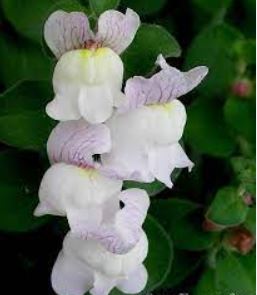 Antirrhinum, Creeping Snapdragon, Gummy Snapdragon, Spanish Snapdragon Avalanche