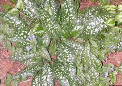Pulmonaria, Bethlehem Sage, Jerusalem Sage, Lungwort Trevi Fountain