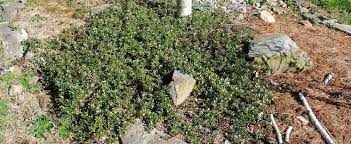Arctostaphylos, Bearberry, Kinnikinnick, Pinemat Manzanita Massachusetts