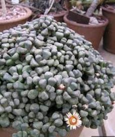Aloinopsis Species, Living Stone