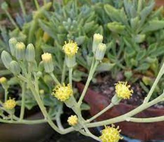 Senecio Species, Spear Head