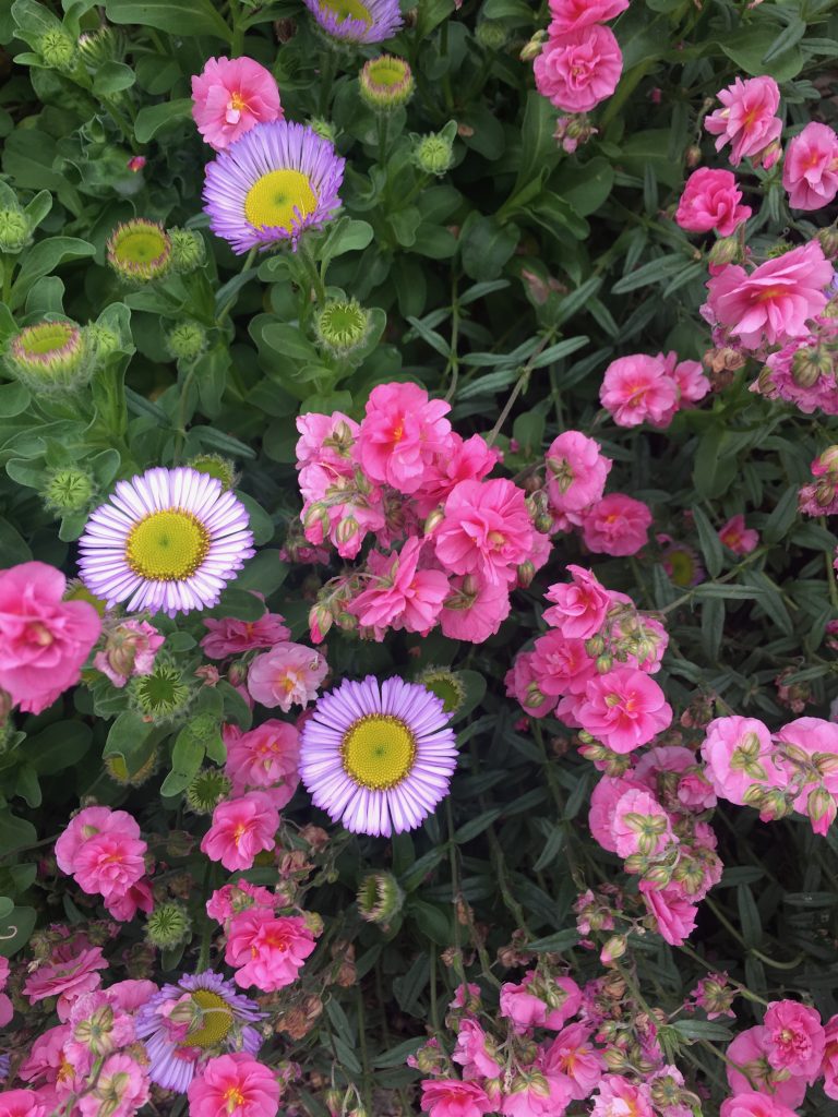 Helianthemum, Common Rock Rose, Sun Rose Annabel