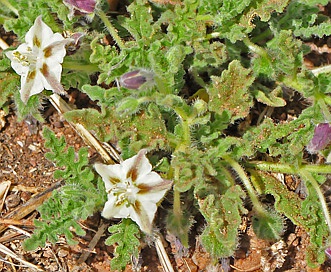 Chamaesaracha Species, Green False-Nightshade, Greenleaf Five Eyes