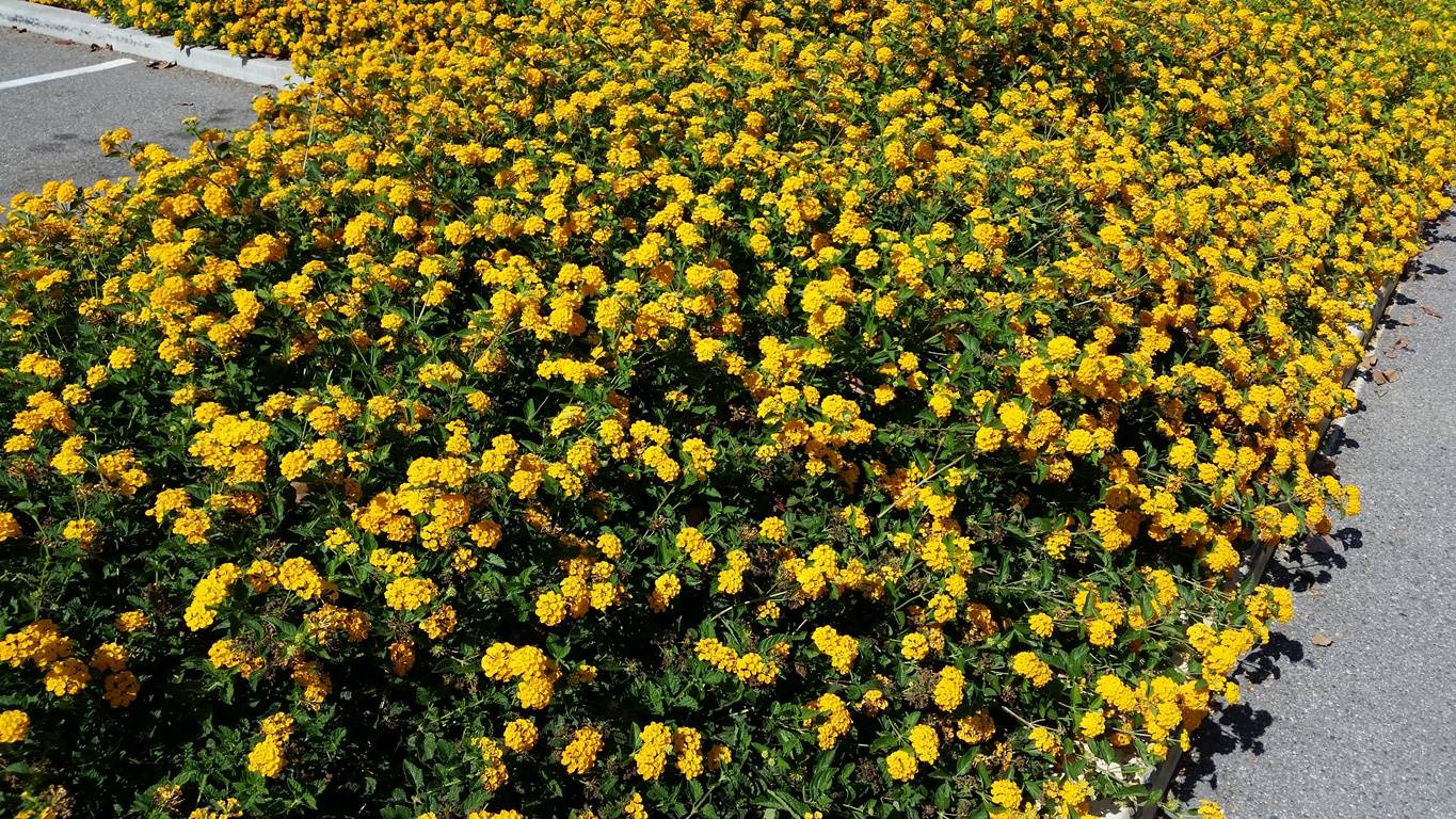Lantana Gold Mound