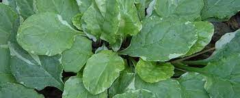 Ajuga, Bugle, Bugleweed, Carpet Bugle Silver Beauty