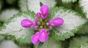 Lamium, Spotted Dead Nettle Purple Dragon
