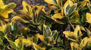 Euonymus, Wintercreeper Golden Prince