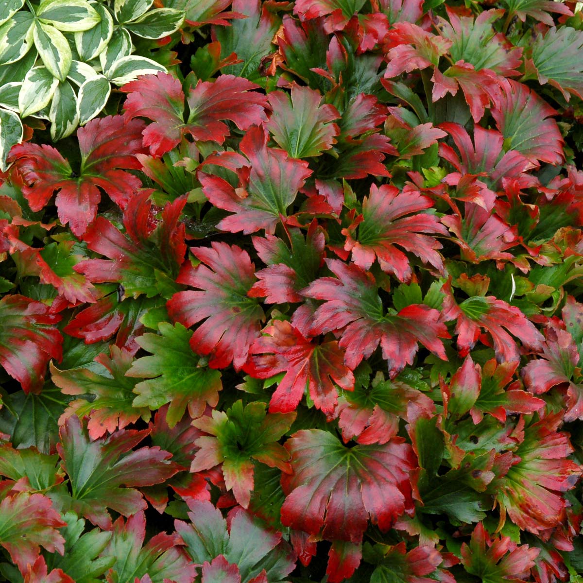 Aceriphyllum, Mukdenia Crimson Fans