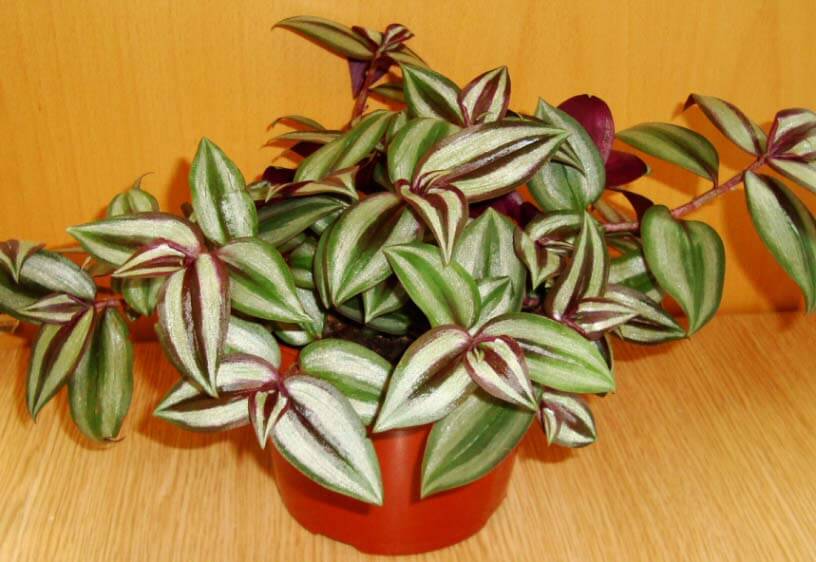 Tradescantia, Wandering Jew, Inch Plant Variegata