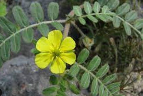 Burrnut, Jamaican Feverplant, Caltrop, Nohu, Goats Head, Puncture Vine