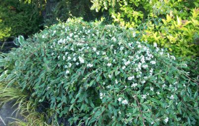 Willow-leaf Cotoneaster Repens