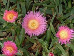 Carpobrotus Species, Giant Pigface, Sally-My-Handsome, Sour Fig