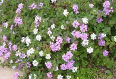 Lantana, Trailing Lantana, Weeping Lantana Monswee