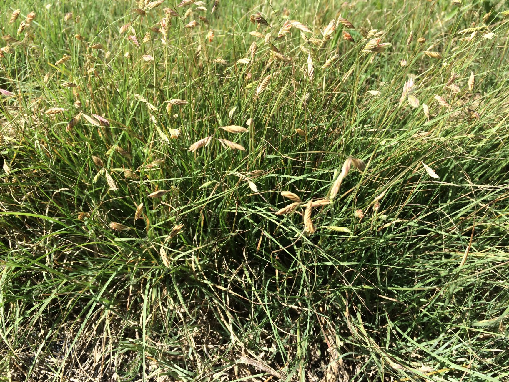 Buffalograss