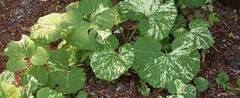 Petasites Species, Variegated Giant Japanese Butterbur, Sweet Coltsfoot 'Nishiki-buki'