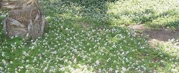 Myoporum, Prostrate Myoporum Prostratum