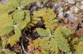 Chamaebatia Species, Bearclover, Mountain Misery