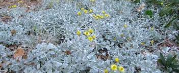 Helichrysum, Licorice Plant Moes Silver
