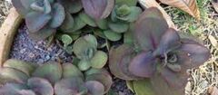 Hylotelephium, Sedum, Showy Stonecrop 'Blue Pearl'