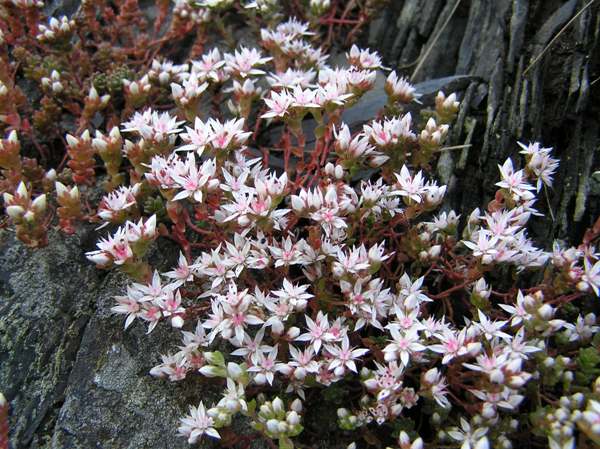 Sedum Species, English Stonecrop