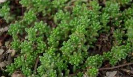 Sedum, Creeping Stonecrop, White Stonecrop Murale
