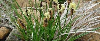Black Sedge Common Sedge