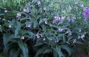 Comfrey