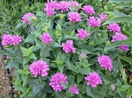 Monarda, Bee Balm, Beebalm Petite Delight
