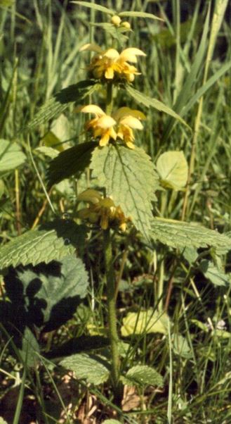 Lamium Species, Artillary Plant, Golden Dead Nettle, Yellow Archangel
