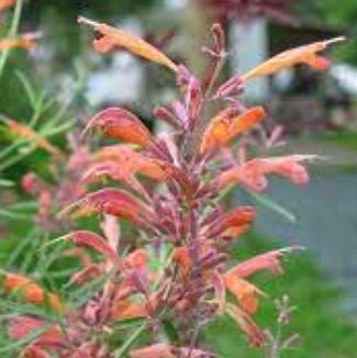 Agastache Species, Rock Anise-Hyssop, Hummingbird Mint