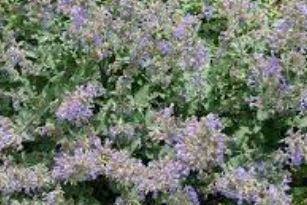 Nepeta, Faasens Catmint, Ornamental Catmint Six Hills Giant