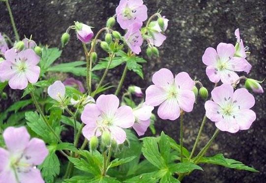 Geranium Species, Cranesbill, Spotted Geranium, Wild Geranium, Wood Geranium