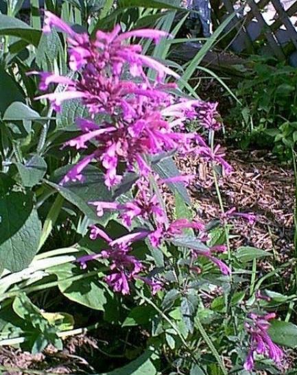 Agastache, Giant Hyssop, Hummingbird Mint Tutti-Frutti